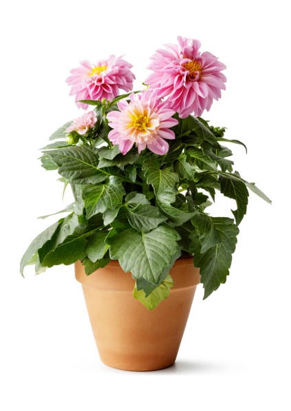 Yıldız Çiçeği – Dahlia 15 cm 5’li Karışık Renklerde