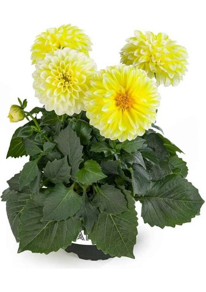 Yıldız Çiçeği – Dahlia 15 cm 5’li Karışık Renklerde