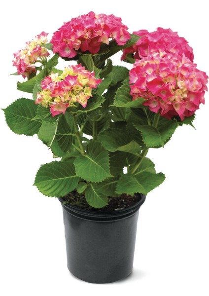 Ortanca – Hydrangea Macrophylla 20-40cm -Pembe