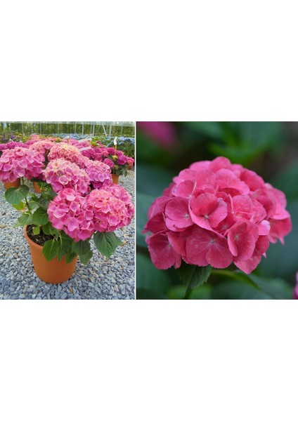 Ortanca – Hydrangea Macrophylla 20-40cm -Pembe
