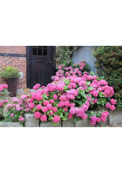 Ortanca – Hydrangea Macrophylla 20-40cm -Pembe