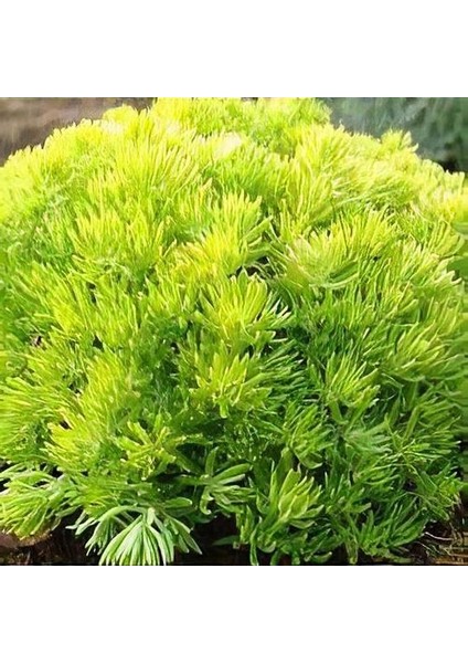 Sarı Sedum - Sedum Mexicanum 90 Adet