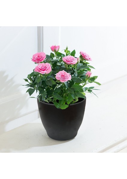 Yediveren Saksılı Pembe Gül – 20-30cm