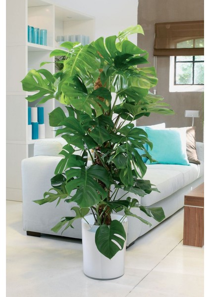 Monstera - Deve Tabanı 80-100 cm