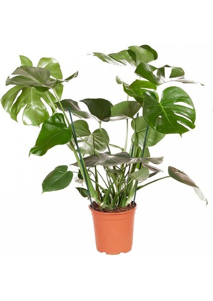 Monstera - Deve Tabanı 80-100 cm