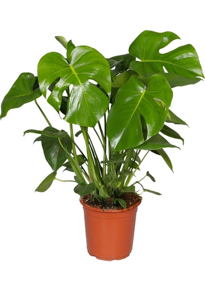 Monstera - Deve Tabanı 80-100 cm