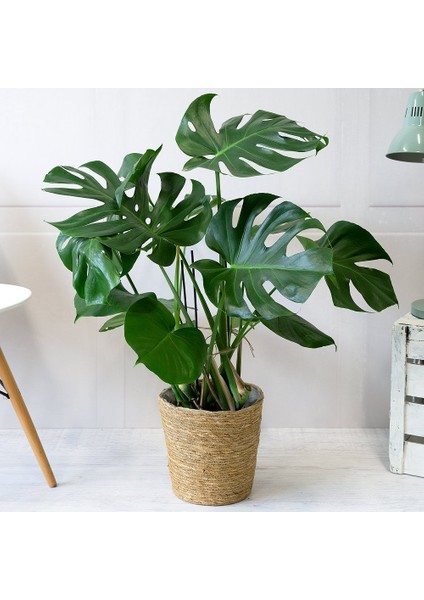 Monstera - Deve Tabanı 80-100 cm