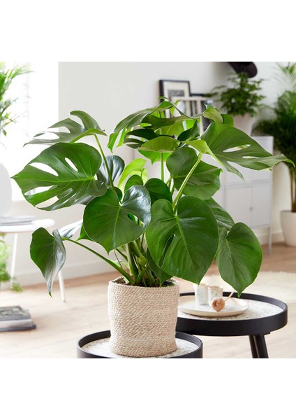 Monstera - Deve Tabanı 80-100 cm