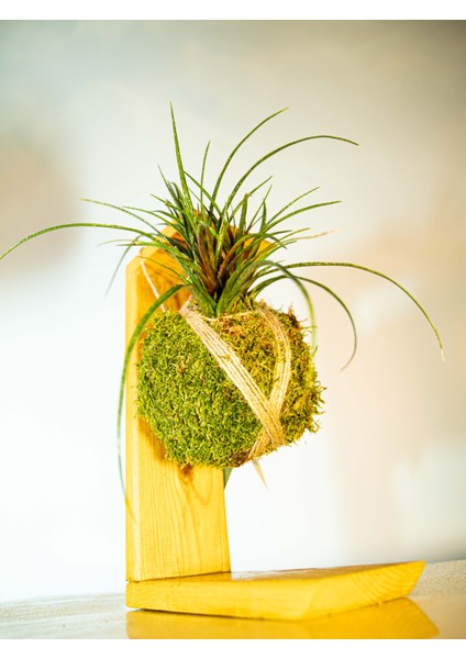 Tillandsia Cyanaea Kokedama, Hava Bitkisi Kokedama