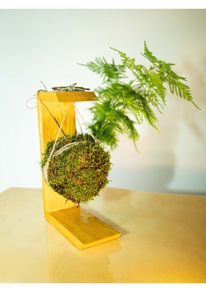 Asparagus Setaceus Kokedama, Tül Kuşkonmaz Kokedama