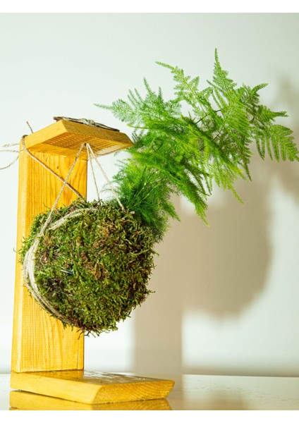 Asparagus Setaceus Kokedama, Tül Kuşkonmaz Kokedama fiyatları