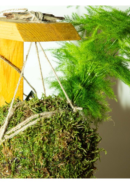Asparagus Setaceus Kokedama, Tül Kuşkonmaz Kokedama modelleri