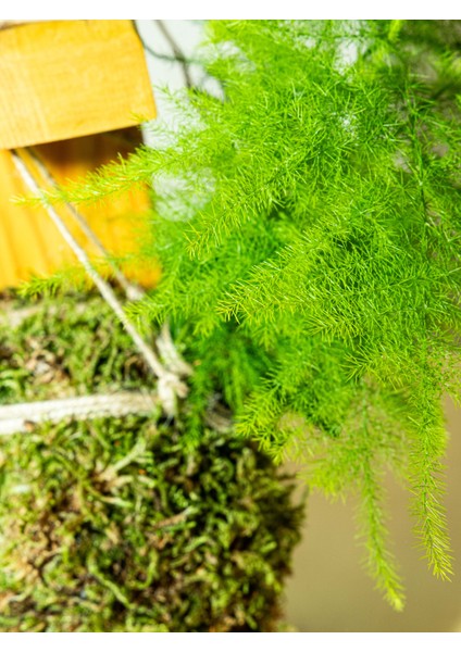 Asparagus Setaceus Kokedama, Tül Kuşkonmaz Kokedama fırsatları