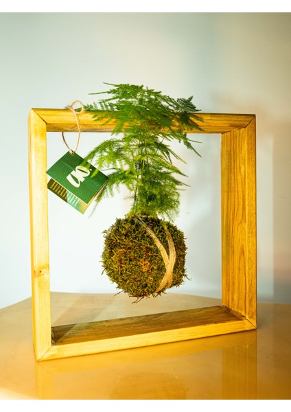 Asparagus Setaceus Kokedama, Tül Kuşkonmaz Kokedama.