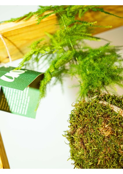 Asparagus Setaceus Kokedama, Tül Kuşkonmaz Kokedama.