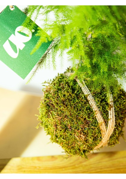Asparagus Setaceus Kokedama, Tül Kuşkonmaz Kokedama.
