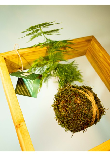 Asparagus Setaceus Kokedama, Tül Kuşkonmaz Kokedama.
