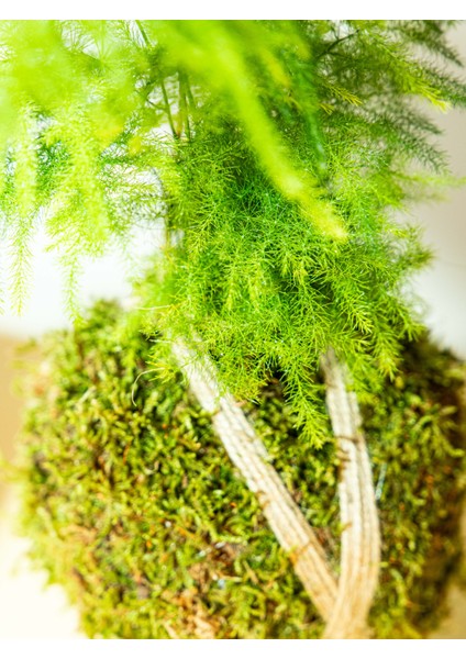 Asparagus Setaceus Kokedama, Tül Kuşkonmaz Kokedama.