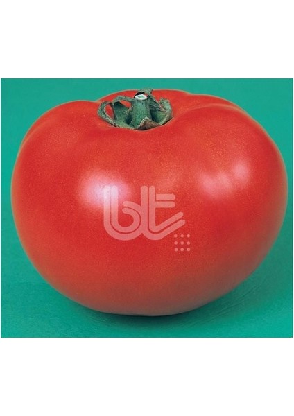 Ancon Domates Tohumu (500 Tohum)