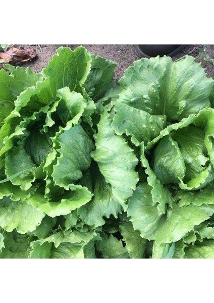Geleneksel Ata Tohumları Soğuğa Dayanıklı Salinas Marul Tohumu(800 Tohum)