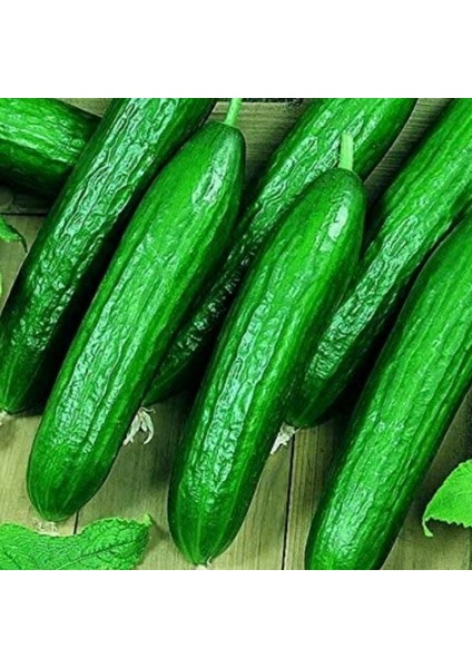 Bol Döken Kokulu Beith Alpha F1 Salatalık Tohumu (10 Adet)