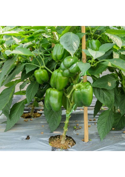 Geleneksel Yeşil Kaliforniya Tatlı Dolmalık Biber Tohumu (70 Adet)