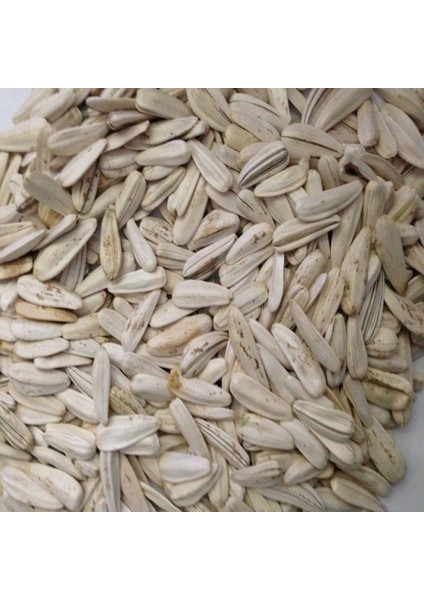 Doğal Beyaz Çerezlik Çitlemelik Ayçiçeği Çekirdek Tohumu (40 Adet)