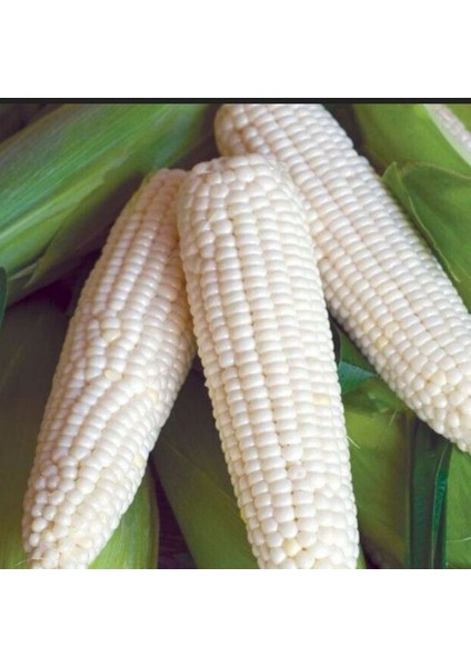 Ata Tohumları Geleneksel Glacial White Beyaz Süt Mısırı Tohumu(5 Tohum)