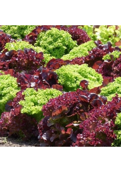 Gelenesel Ata Tohumları Mixed Marul Tohumu (100TOHUM)