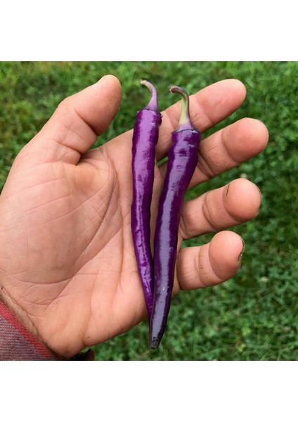 Long Hot Mor Ince Acı Biber Tohumu (15 Adet)