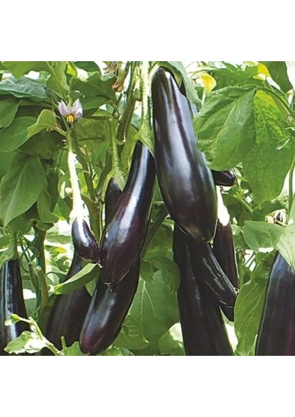 Ata Tohumları Geleneksel Uzun Leziz Yemesi Olan Aydın Siyahı Patlıcan Tohumu (70 Tohum)