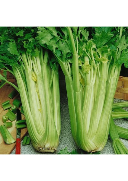 Ata Tohumları Geleneksel Çanakkale Kereviz Tohumu (150 Tohum)