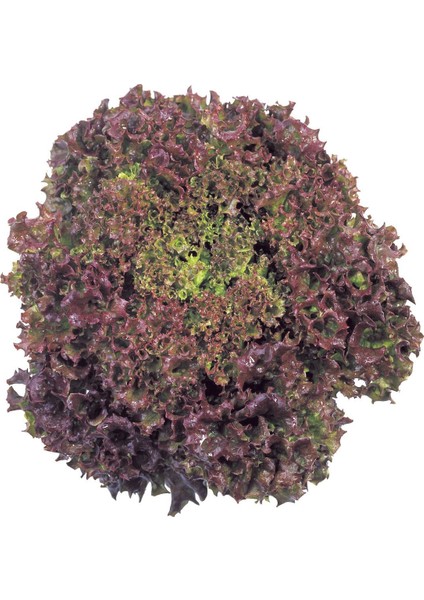 Kırmızı Yapraklı Kıvırcık Marul (1 Gram)