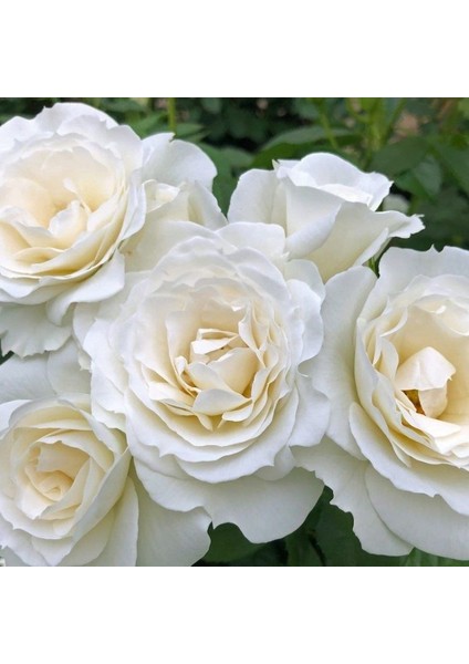 Tüplü Çok Goncalı Baby Schneewitchen Yediveren Gül Fidanı