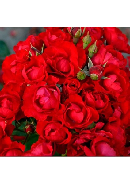 Tüplü Kokulu Soğuklara Dayanıklı Schloss Mannheim Yediveren Gül Fidanı