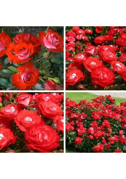 Tüplü Yer Örtücü Planten Un Blomen Kırmızı Beyaz Yediveren Gül Fidanı