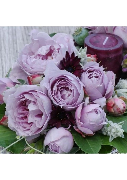 Tüplü Kordes Kokulu Yediveren Lavanta Mor Novalis Gülü Fidanı