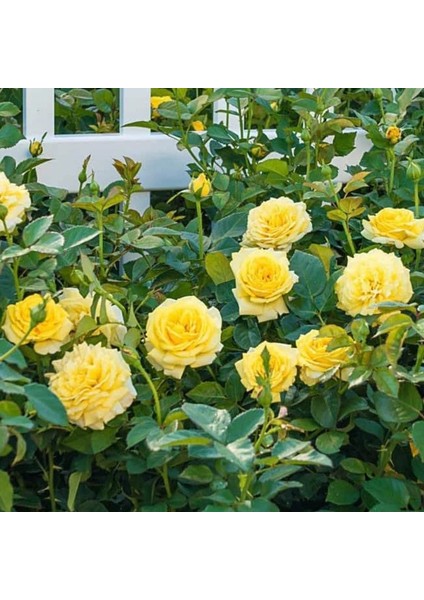 Tüplü Çok Goncalı Casablanca Sarı Yediveren Gül Fidanı