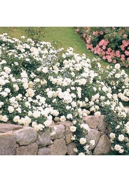 Tüplü Yediveren Full Bright Beyaz Yer Örtücü Gül Fidanı