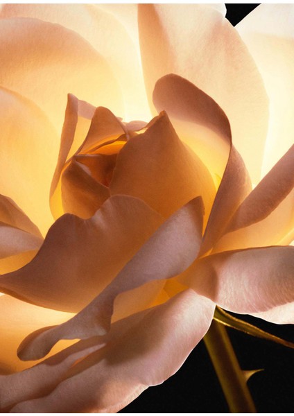 Prestige 50 ml La Cream Riche Nemlendirici modelleri