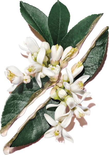 Hydra Bounce Pure Shots Hydra Bounce Nemlendirici indirimleri