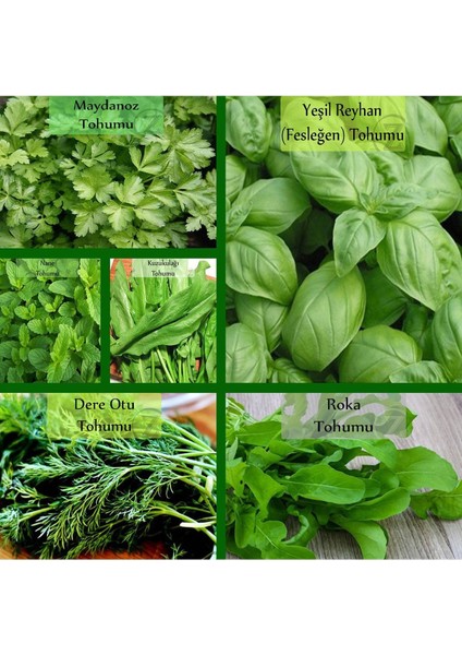 6 Paket Tohum NO11 Yeşil Bitki Tohumları Salata Tohumları Nane Tohumu Ekşi Ot Roka Fesleğen Tohumu