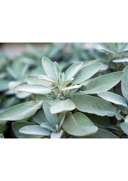 Adaçayı Toros Yayla 100 gr fiyatları