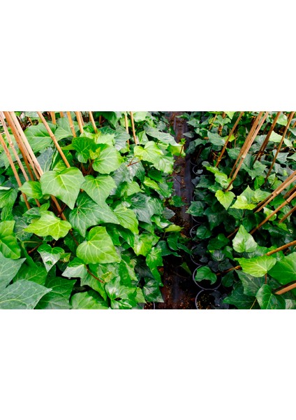 Hedera Helix – Orman Sarmaşığı 100 – 150 cm 3 Adet fırsatları