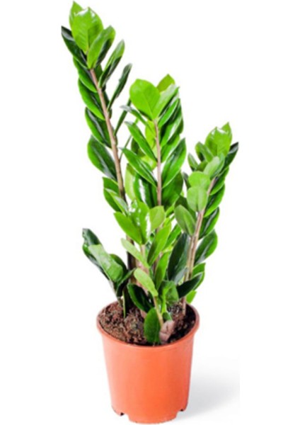 Zamia (Zeze Çiçeği)