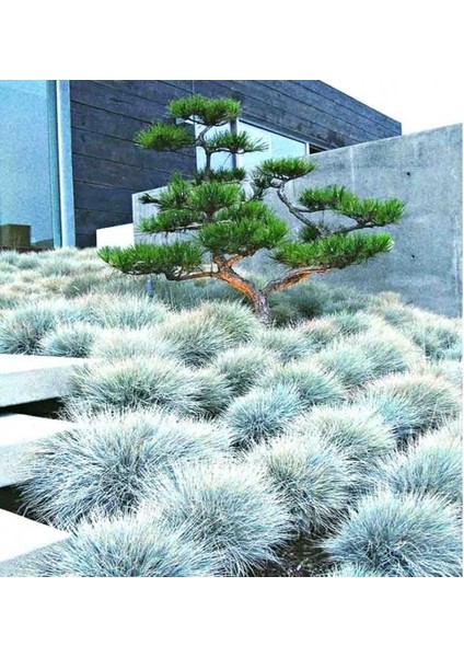 Mavi Çim (Festuca Glauca) 3 Adet