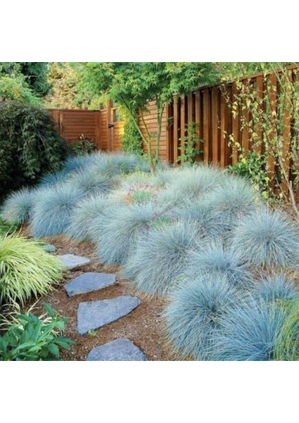 Mavi Çim (Festuca Glauca) 3 Adet