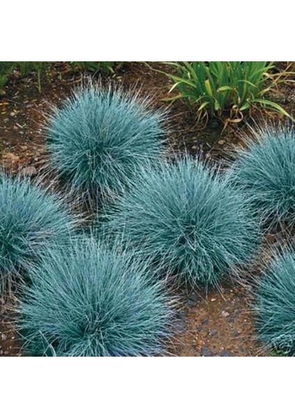Mavi Çim (Festuca Glauca) 3 Adet