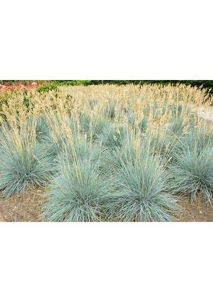Mavi Çim (Festuca Glauca) 3 Adet