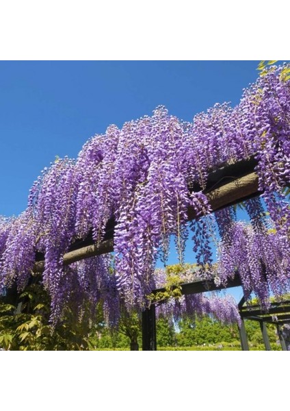 Mor Salkım Fidanı Wisteria Sinensis 80-100 cm fiyatları